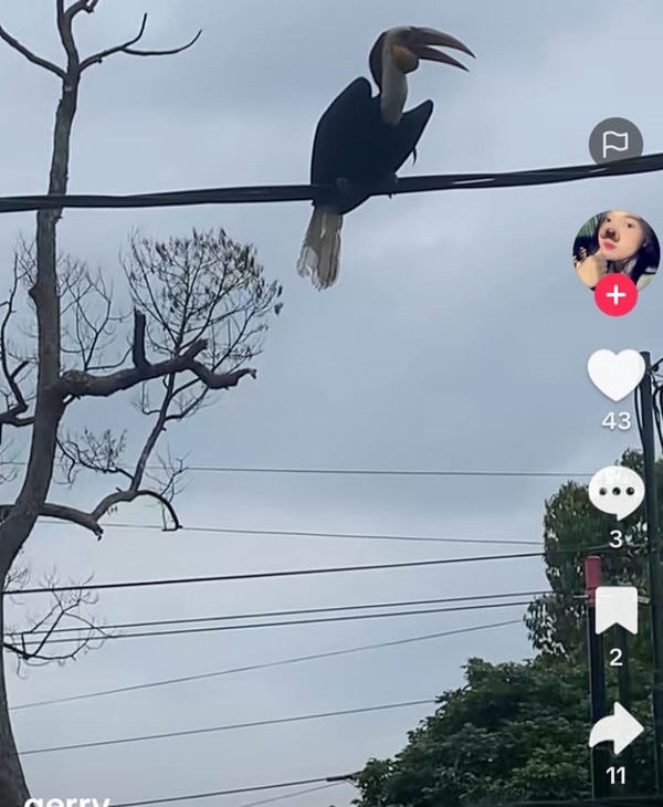 Warga Digegerkan Kehadiran Burung Rangkong Julang Emas